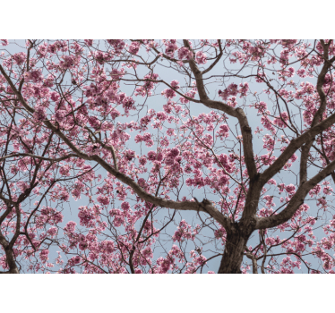 Fotomurais plantas e flores Flor de cerejeira rosa elegante - TenStickers