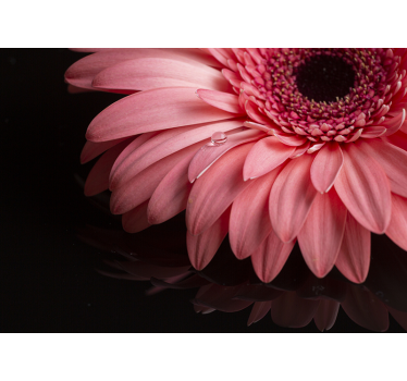 Fotomural decorativo margarida rosa - TenStickers
