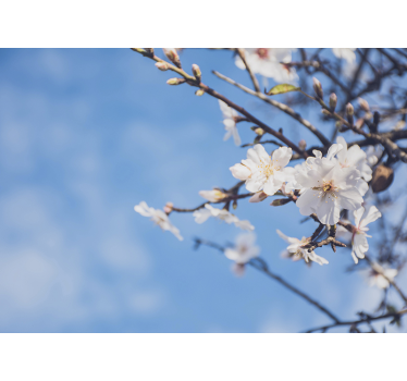 Fotomural decorativo Amendoeiras em flor - TenStickers