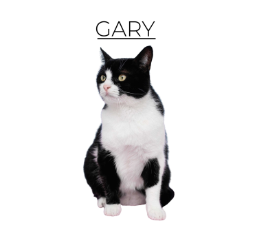 Poster animais variados minimalista personalizado - TenStickers