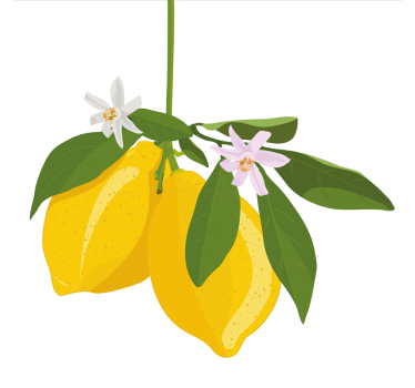 Poster cozinha Árvore de limão - TenStickers