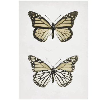 Poster decorativo com borboletas vintage - TenStickers