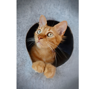 Poster de gatinho fofo - TenStickers