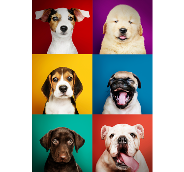 Poster de cães fofos e engraçados - TenStickers