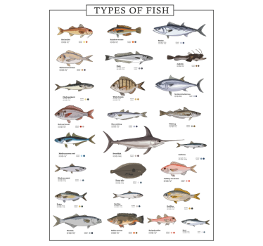 Poster de peixes marinhos com nomes - TenStickers