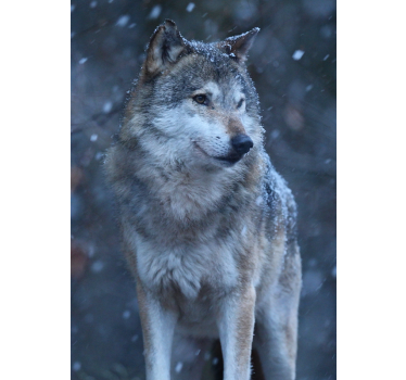 Poster de lobo na neve - TenStickers