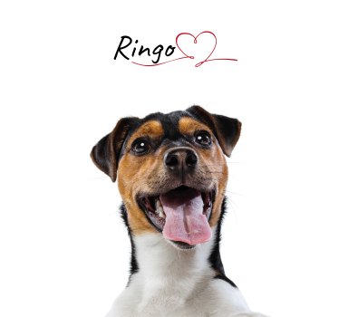 Poster cães amor de cão personalizado - TenStickers