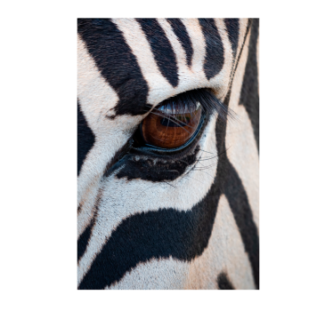 Poster animais variados olho do zebra - TenStickers