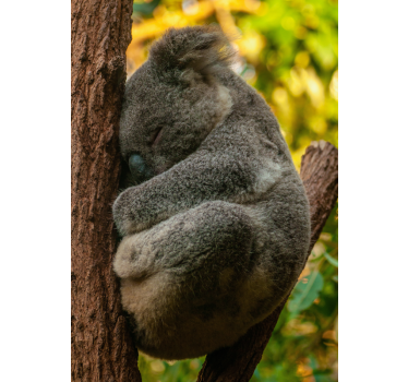 Poster juvenil koala Dormindo - TenStickers