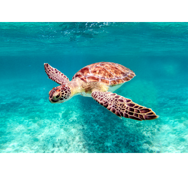 Poster animais variados tartaruga marinha - TenStickers