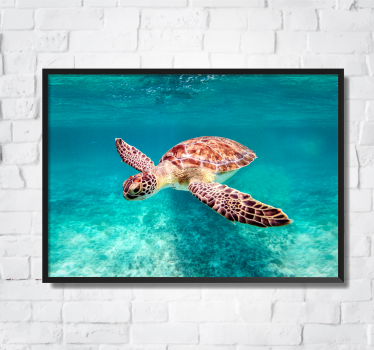 Poster animais variados tartaruga marinha - TenStickers
