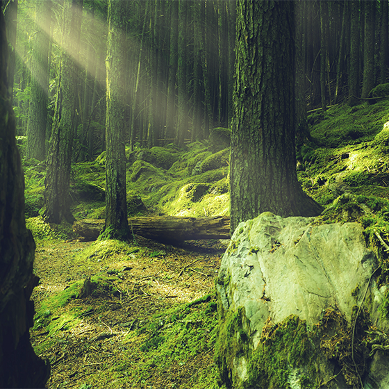 Poster para sala pedras com musgo na floresta - TenStickers