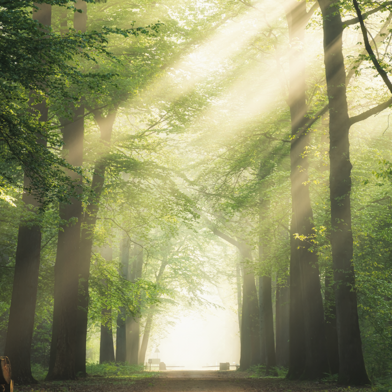 Poster para sala floresta verde com o sol - TenStickers