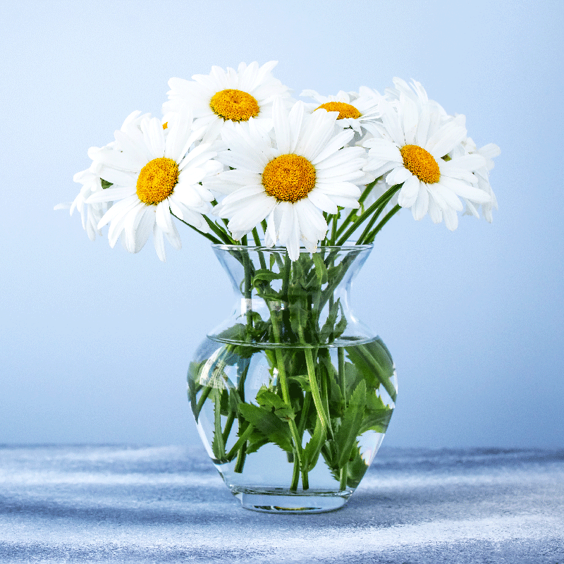 Poster para sala flores de margarida em vasos de vidro - TenStickers