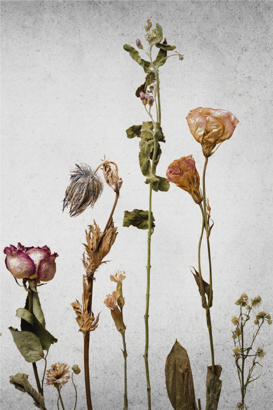 Poster de flores e plantas arranjo de flores secas - TenStickers