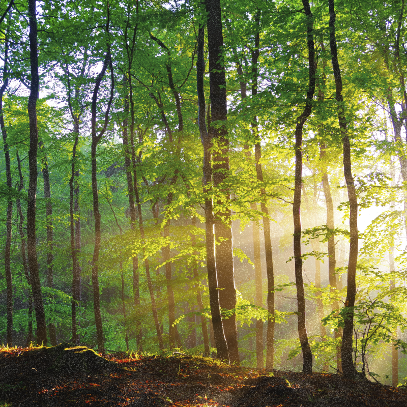 Poster de árvores luz natural na floresta - TenStickers