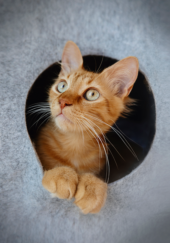 Poster decorativo de gatinho fofo - TenStickers