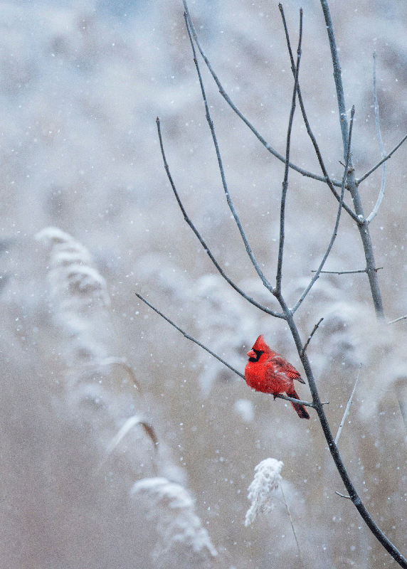 Poster decorativo pássaro de natal - TenStickers