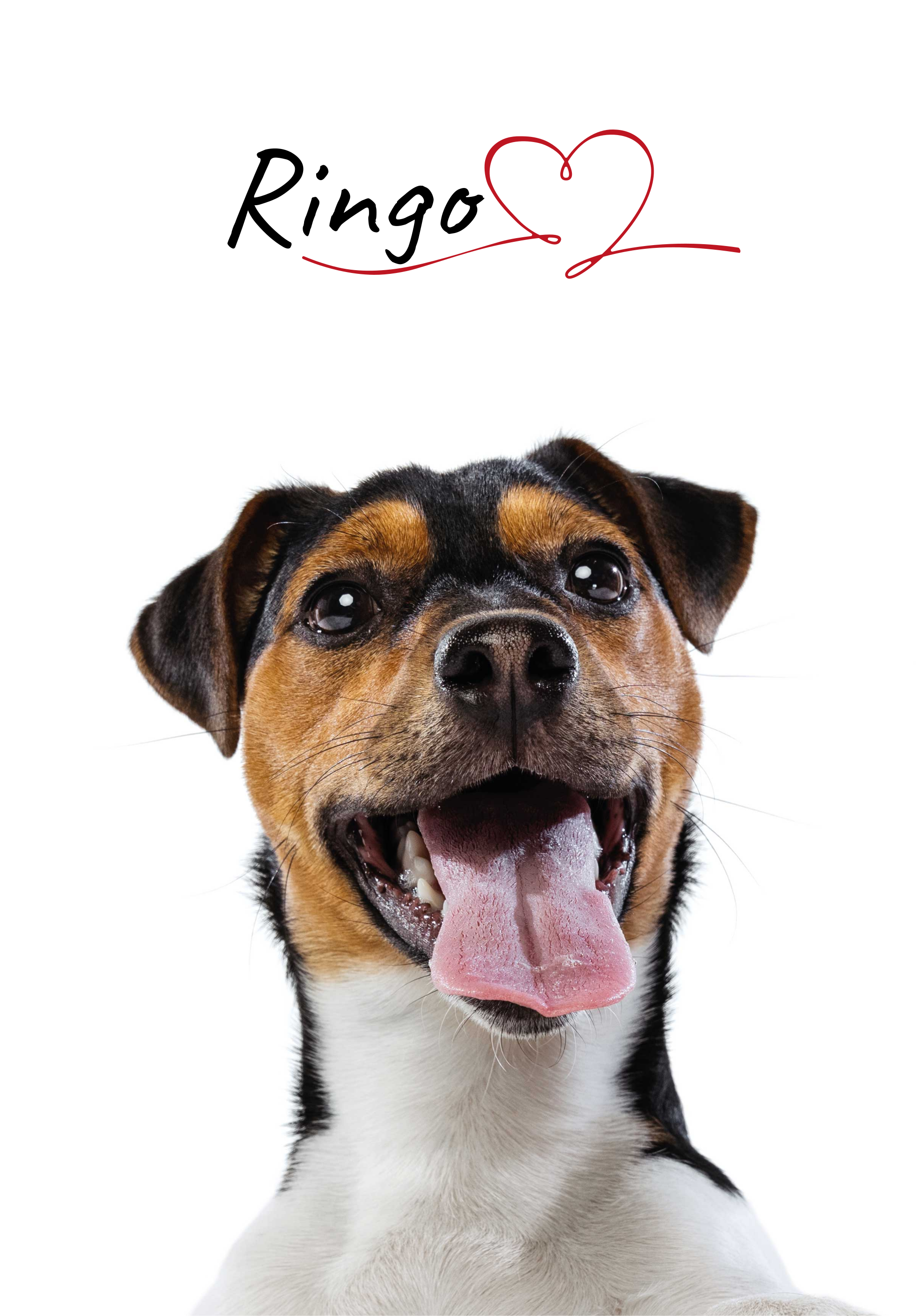 Poster cães amor de cão personalizado - TenStickers