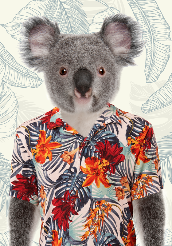 Poster juvenil elegante Koala Elegante - TenStickers