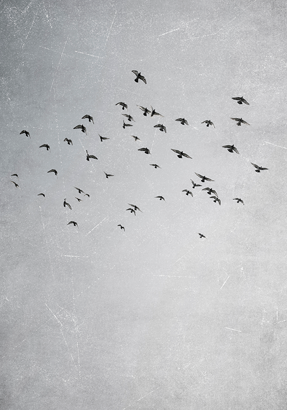 Poster animais variados pássaros voando - TenStickers