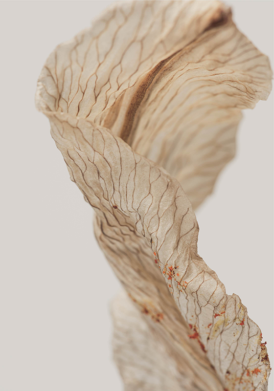 Poster minimalista foto macro de uma folha - TenStickers