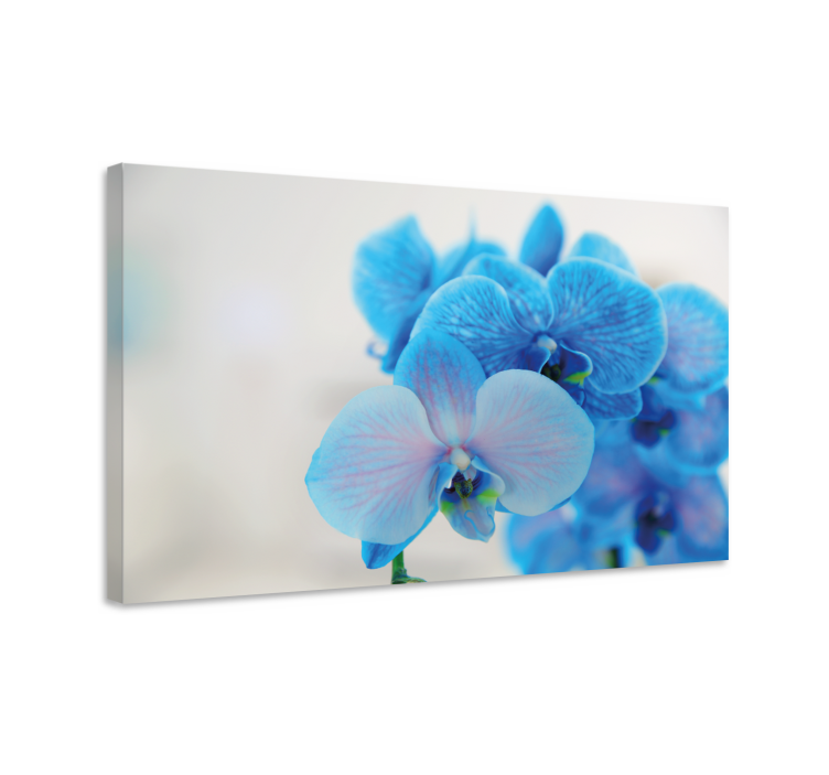 Quadro de flores Flor de orquidea azul - TenStickers