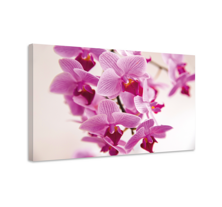 Quadro de flores orquídeas delicadas - TenStickers