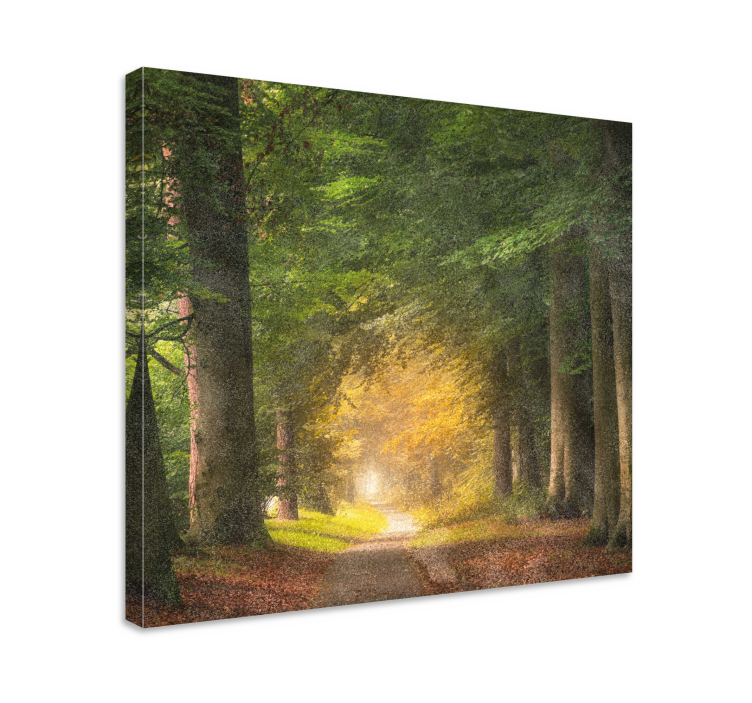 Quadro de paisagem tranquilidade na trilha da floresta - TenStickers