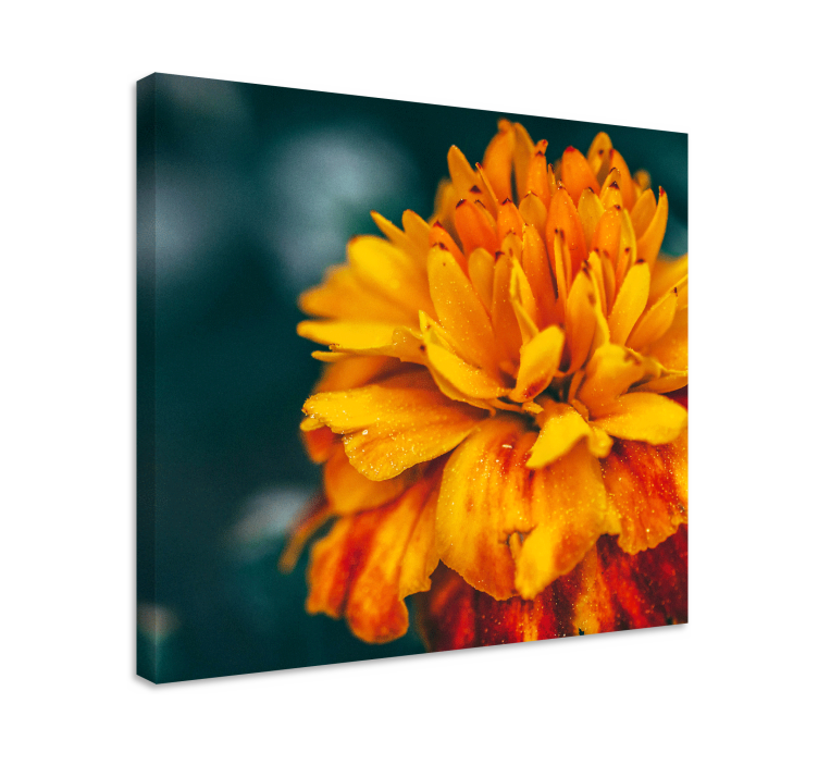 Quadro de flores flor de laranja vibrante - TenStickers