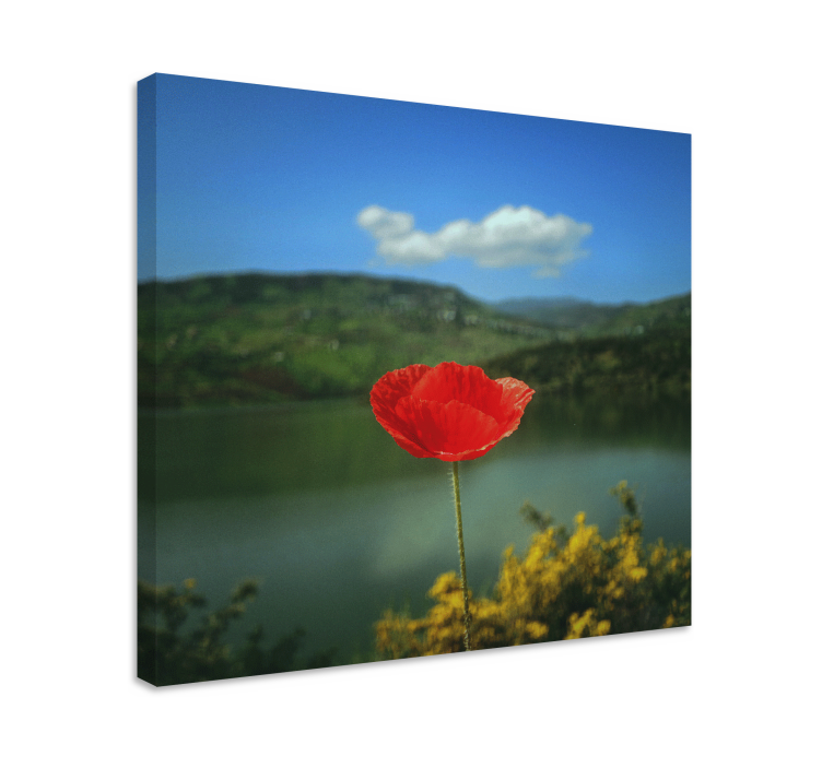 Quadro de flores Papoilas vermelhas com o céu ao fundo - TenStickers