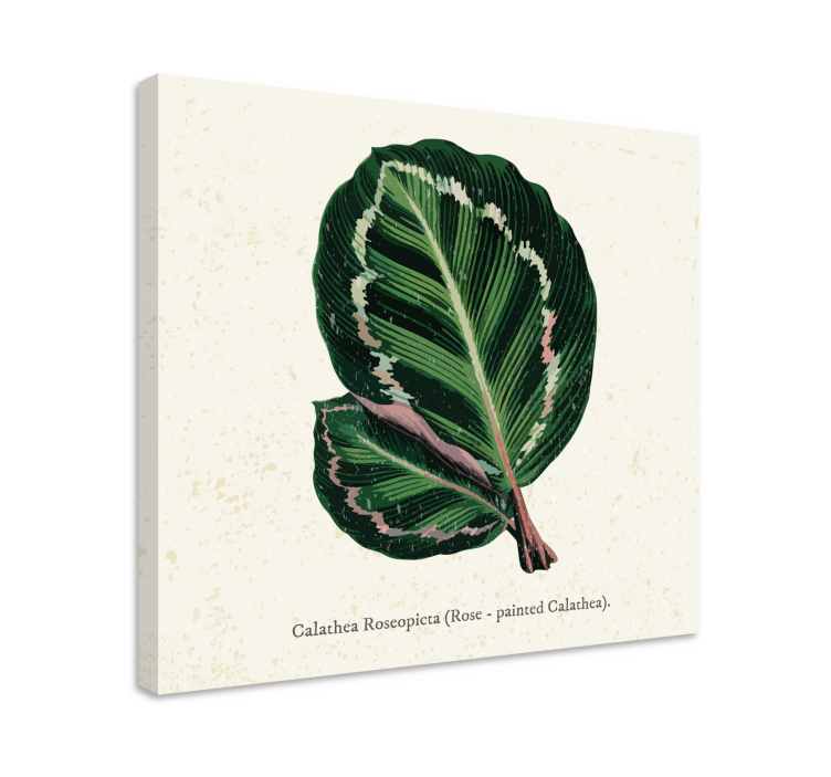 Quadro de plantas ilustração de folha de calathea - TenStickers