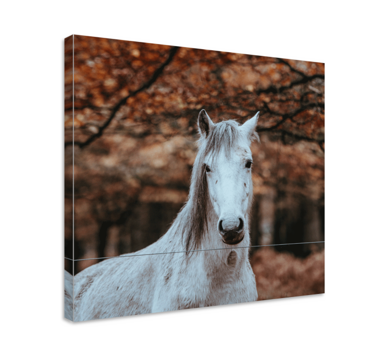 Quadro Decorativo de cavalos animal branco majestoso - TenStickers