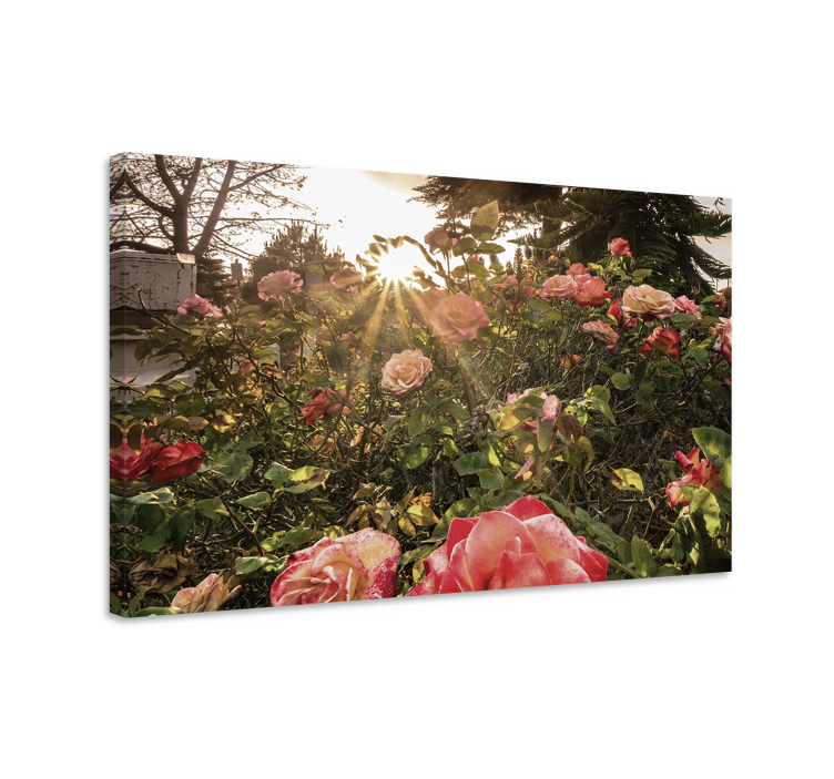 Quadro de flores botões de rosa radiantes - TenStickers