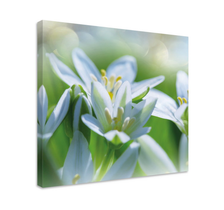 Quadro de flores Prado de magníficos snowdrops - TenStickers