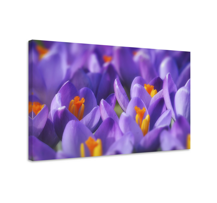 Quadro de flores flores vibrantes de crocus - TenStickers