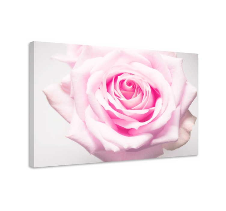 Quadro de flores rosa blush em flor - TenStickers