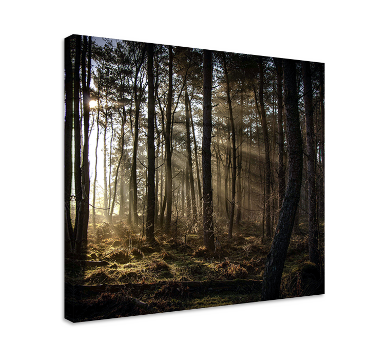 Quadro de paisage cena de floresta encantada - TenStickers