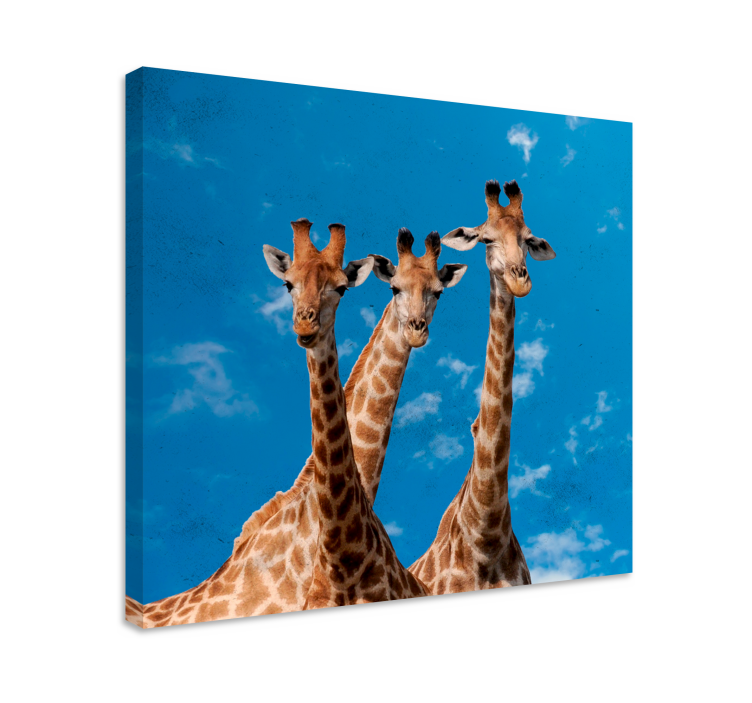 Quadro animais retrato de trio de girafas - TenStickers
