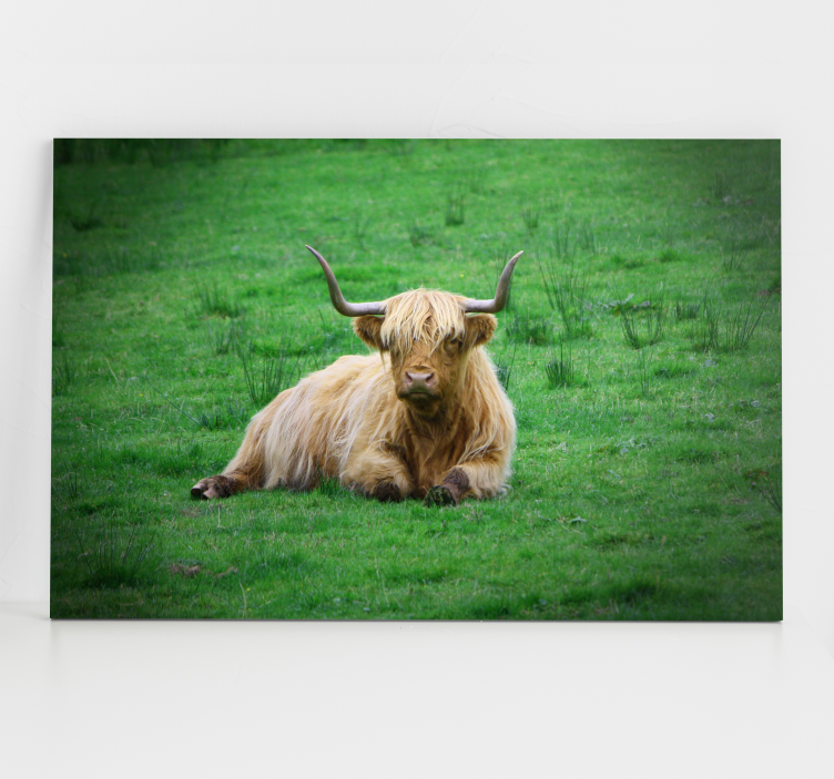 Quadro animais vaca das terras altas repousando - TenStickers