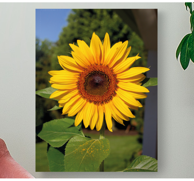 Quadro de flores flores de girassol radiante - TenStickers