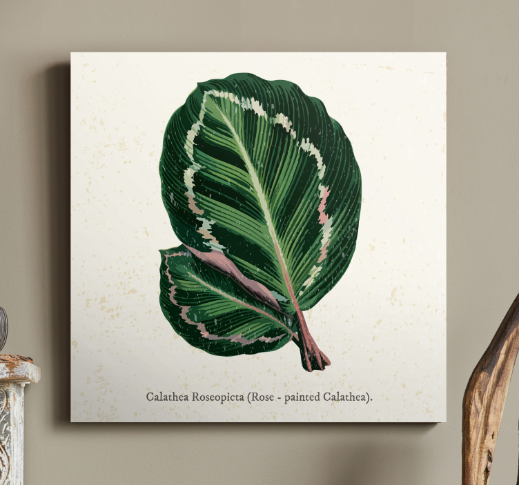 Quadro de plantas ilustração de folha de calathea - TenStickers
