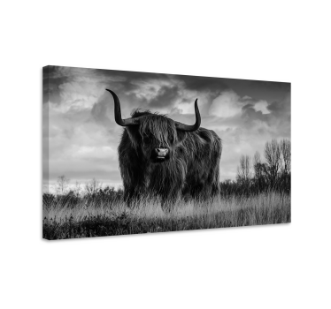 Quadro de animais Gado preto e branco das montanhas - TenStickers