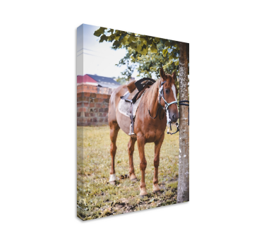 Quadro decorativo de cavalos cavalo marrom elegante - TenStickers