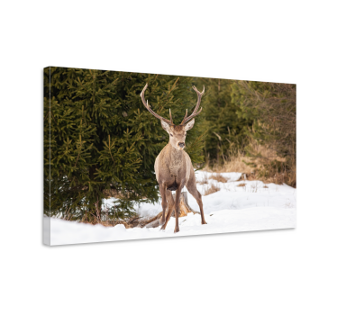 Quadro Decorativo de veados Paisagem de inverno com - TenStickers