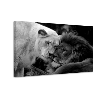 Quadro de animais Casal de leões preto e branco - TenStickers