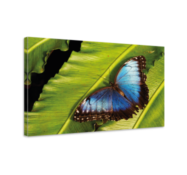 Quadro de borboletas borboleta na folha - TenStickers