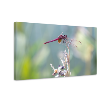 Quadro de libélulas elegante pousada - TenStickers