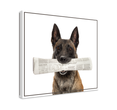 Quadro de cães com cachorro trazendo jornal - TenStickers