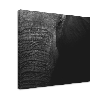 Quadro de elefantes retrato de elefante majestoso - TenStickers